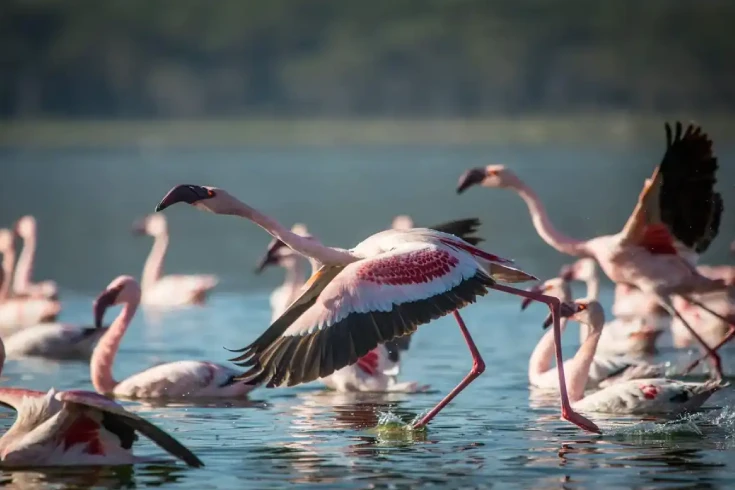 3-days-tanzania-grants-safari-4