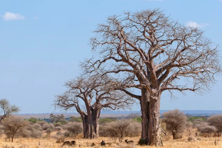 3-days-tanzania-oribi-safari-2