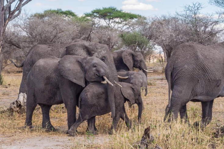 3-days-tanzania-oribi-safari-3