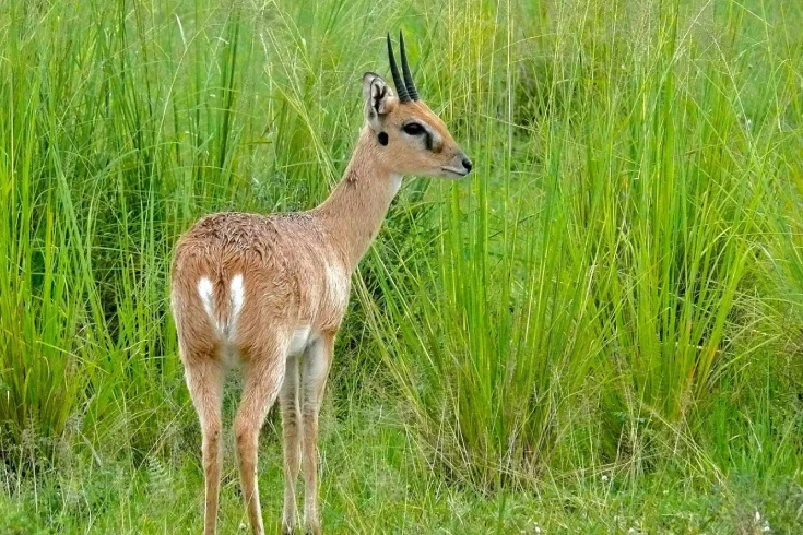 3-days-tanzania-oribi-safari-4