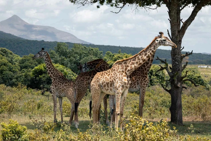 3-days-tanzania-steenbok-safari-1
