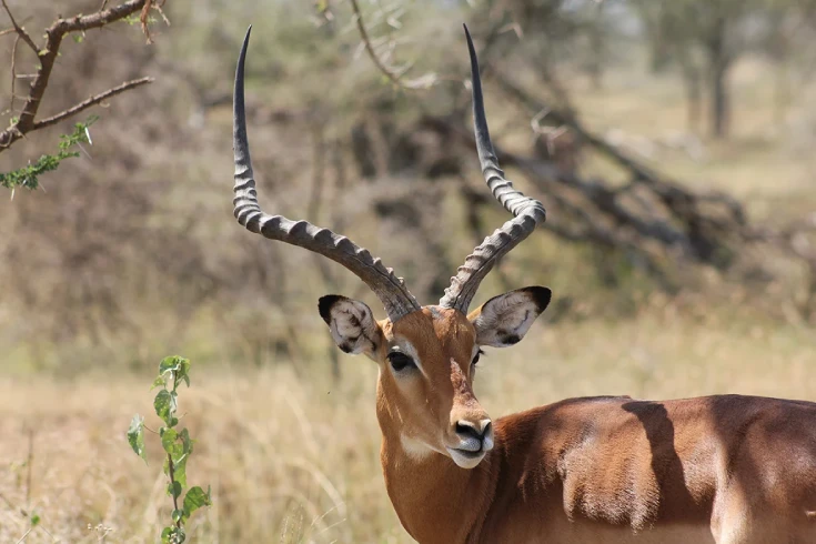 3-days-tanzania-steenbok-safari-3