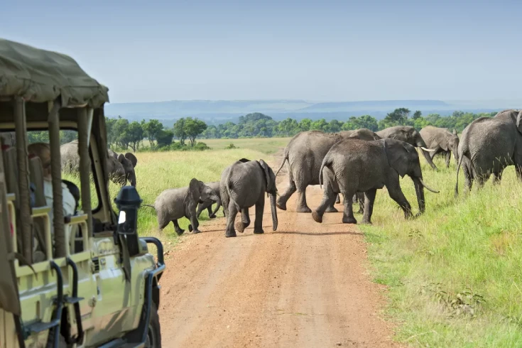 3-days-tanzania-steenbok-safari-4