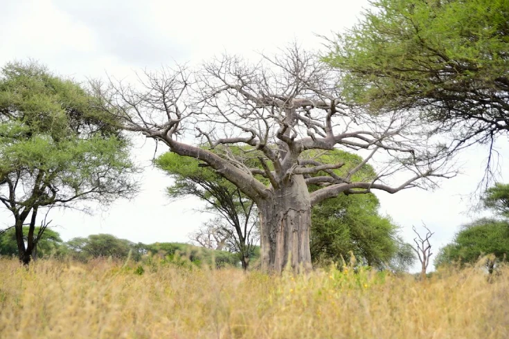 3-days-tarangire-walking-and-night-safari-1