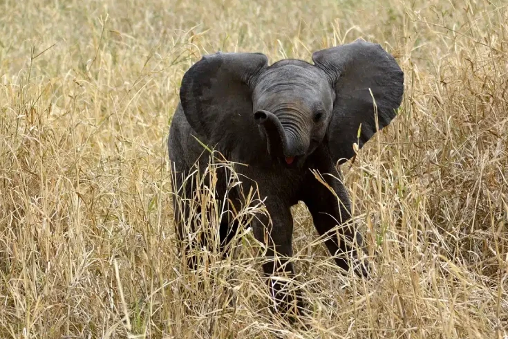 3-days-tarangire-walking-and-night-safari-3