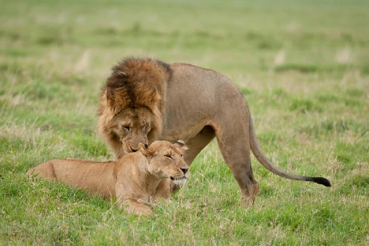 4-days-tanzania-big-cats-and-balloon-safari-1