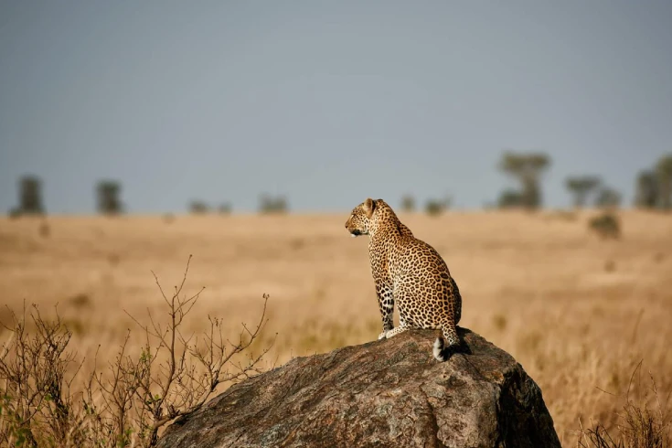 4-days-tanzania-big-cats-and-balloon-safari-2