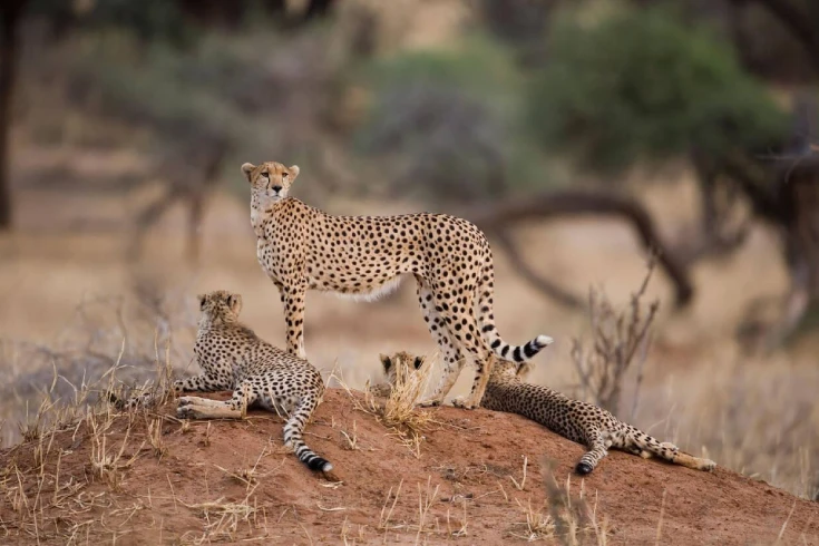 4-days-tanzania-big-cats-and-balloon-safari-4