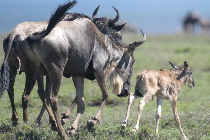 4-days-tanzania-bushbuck-safari-2