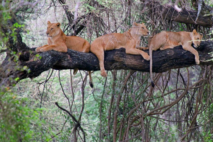 4-days-tanzania-bushbuck-safari-3