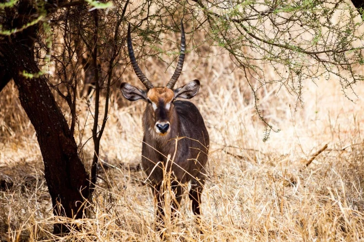 4-days-tanzania-bushbuck-safari-4