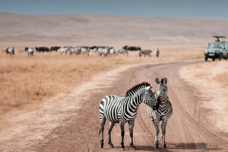 4-days-tanzania-gerenuk-safari-1