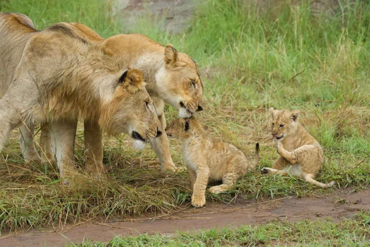 4-days-tanzania-gerenuk-safari-2