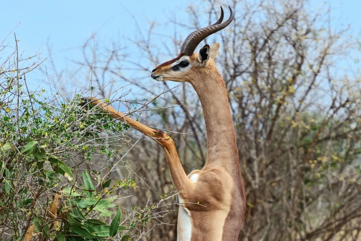 4-days-tanzania-gerenuk-safari-4