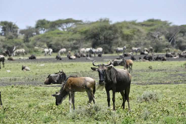 4-days-tanzania-safari-with-ndutu-calving-season-1