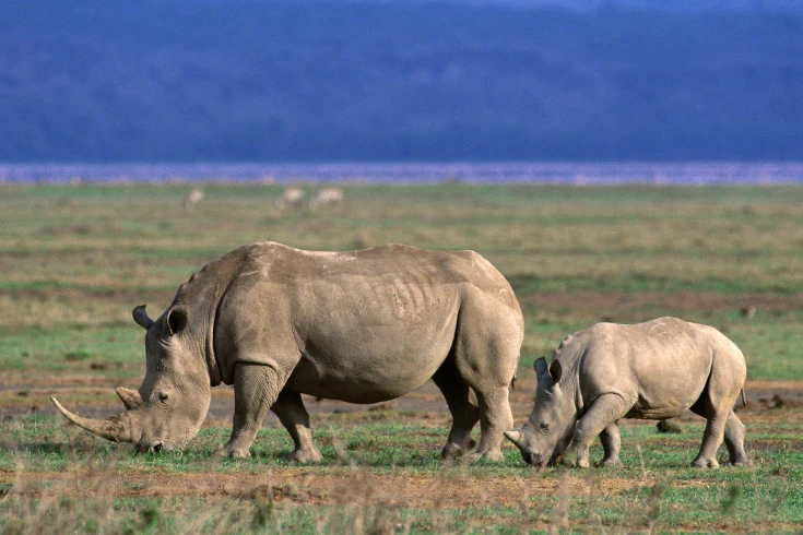 4-days-tanzania-safari-with-ndutu-calving-season-2