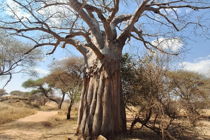 4-days-tanzania-safari-with-ndutu-calving-season-3