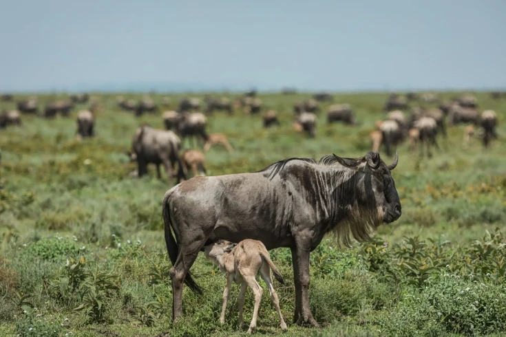 4-days-tanzania-safari-with-ndutu-calving-season-4