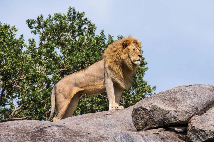 4-days-tanzania-topi-safari-2