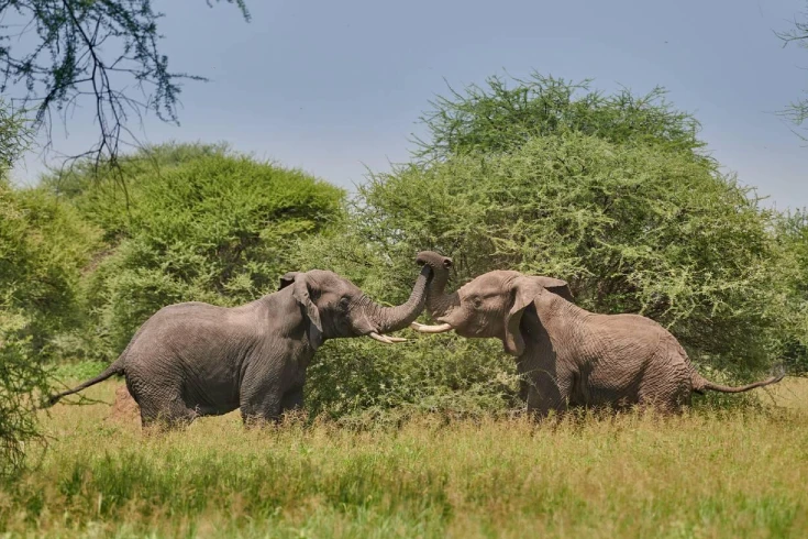 4-days-tanzania-topi-safari-3