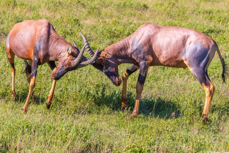 4-days-tanzania-topi-safari-4