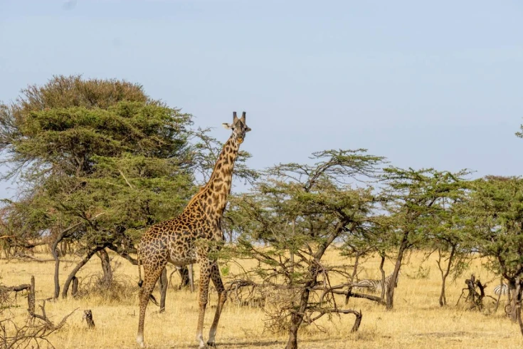 5-days-tanzania-hartebeest-safari-1