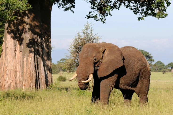 5-days-tanzania-hartebeest-safari-3