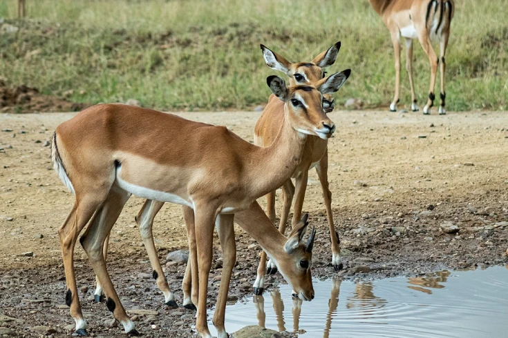 5-days-tanzania-impala-safari-3