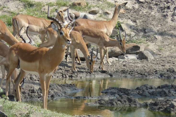 5-days-tanzania-impala-safari-4