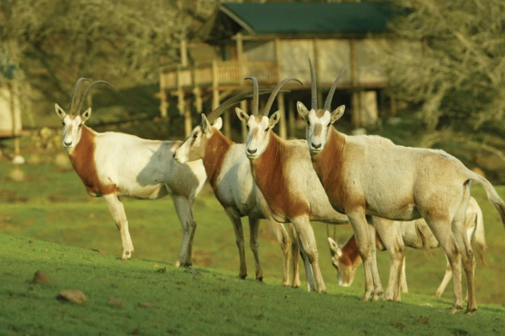 5-days-tanzania-oryx-safari-1