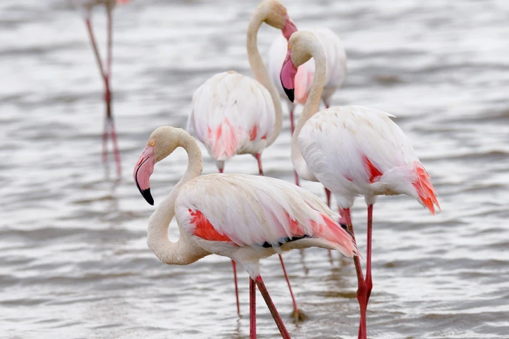 5-days-tanzania-oryx-safari-3