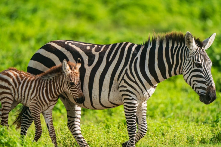 5-days-tanzania-oryx-safari-4