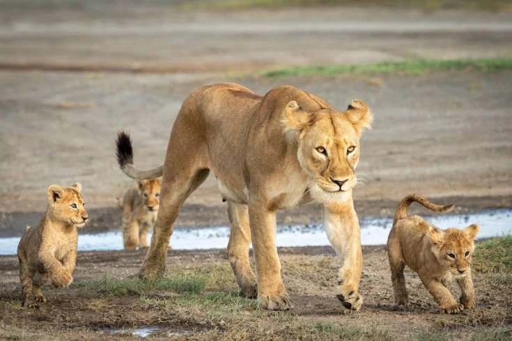 6-days-tanzania-balloon-safari-1