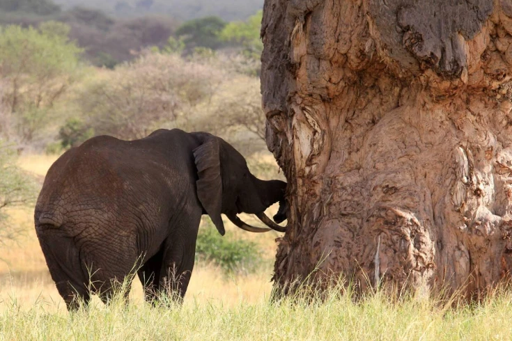 6-days-tanzania-balloon-safari-2