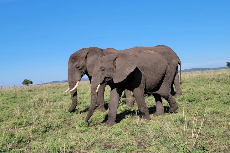 6-days-tanzania-kudu-safari-1