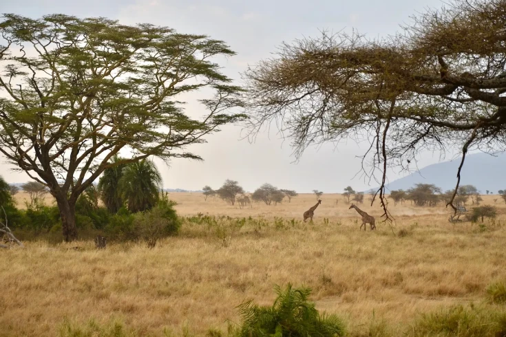 6-days-tanzania-kudu-safari-2