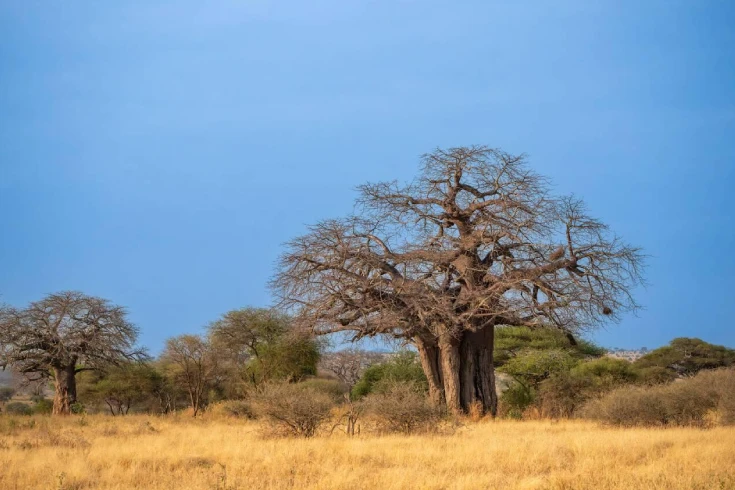 6-days-tanzania-kudu-safari-3