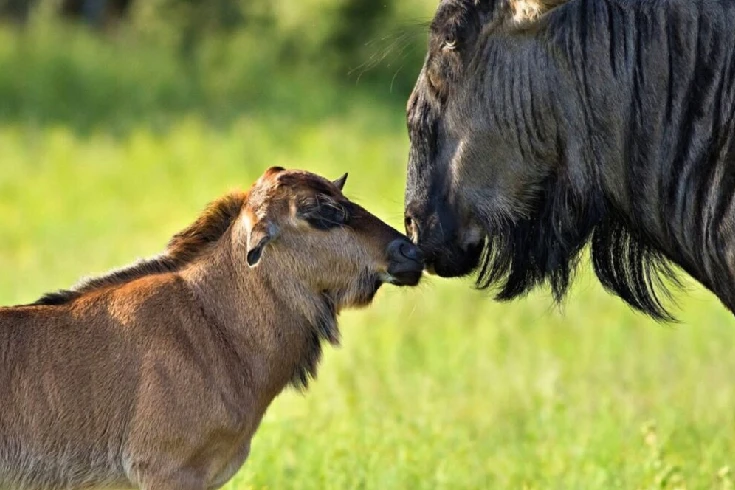 7-days-tanzania-eland-safari-1