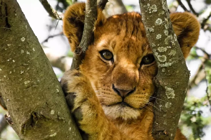 7-days-tanzania-eland-safari-3