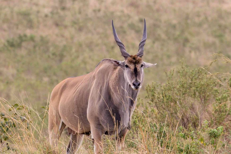 7-days-tanzania-eland-safari-4