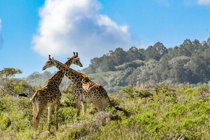 arusha-national-park-day-trip-1