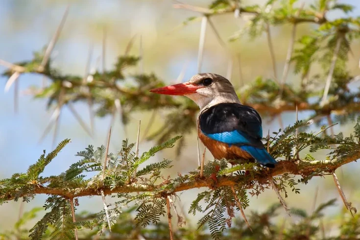 arusha-national-park-day-trip-4