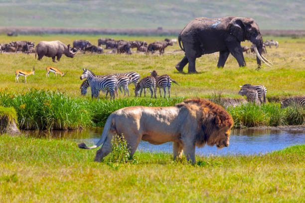 Budget Safari Tanzania