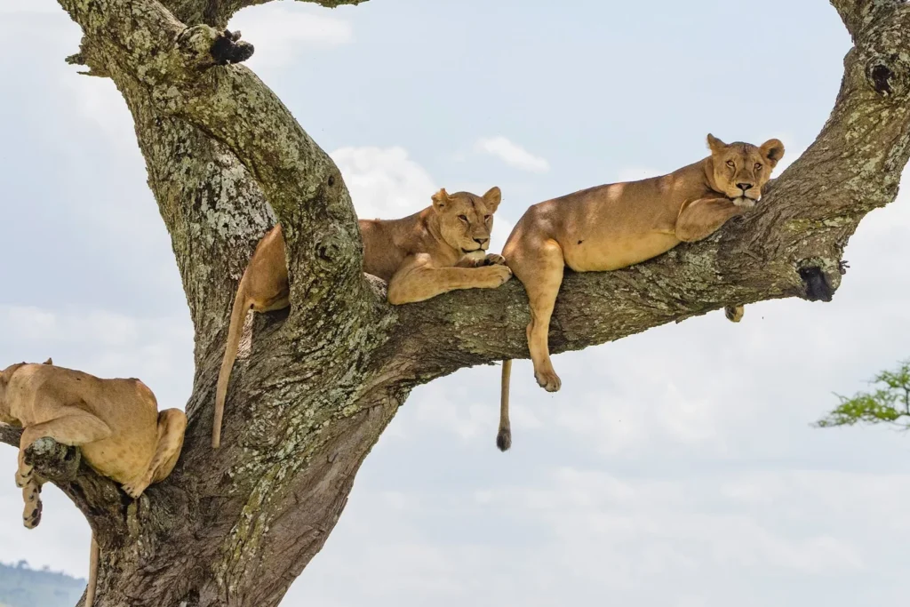 Lake Manyara wildlife