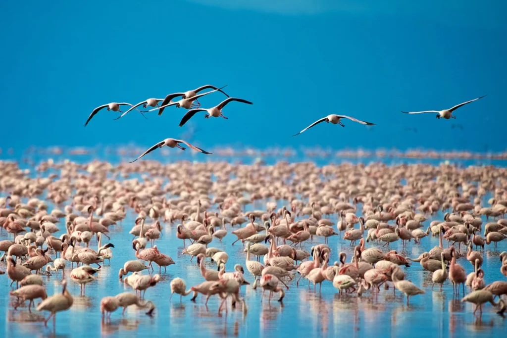 Lake Manyara wildlife