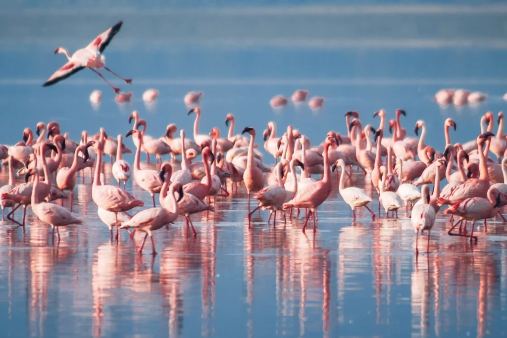 Lake Manyara wildlife