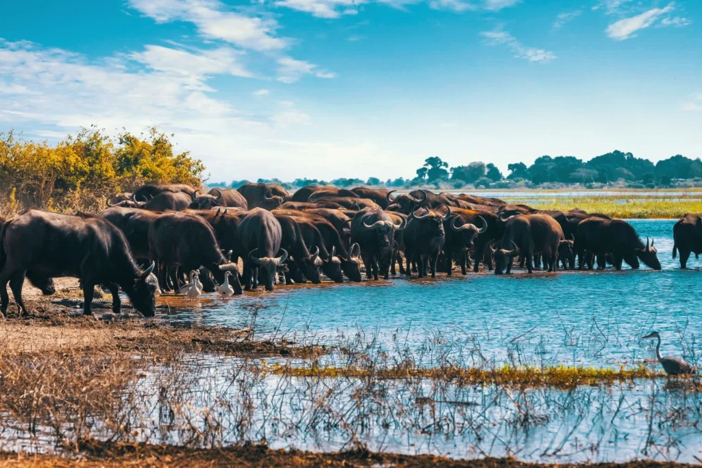 Lake Manyara wildlife