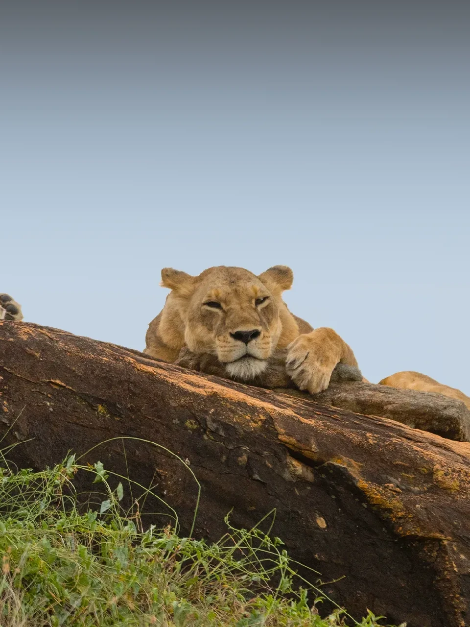 Lake Manyara wildlife
