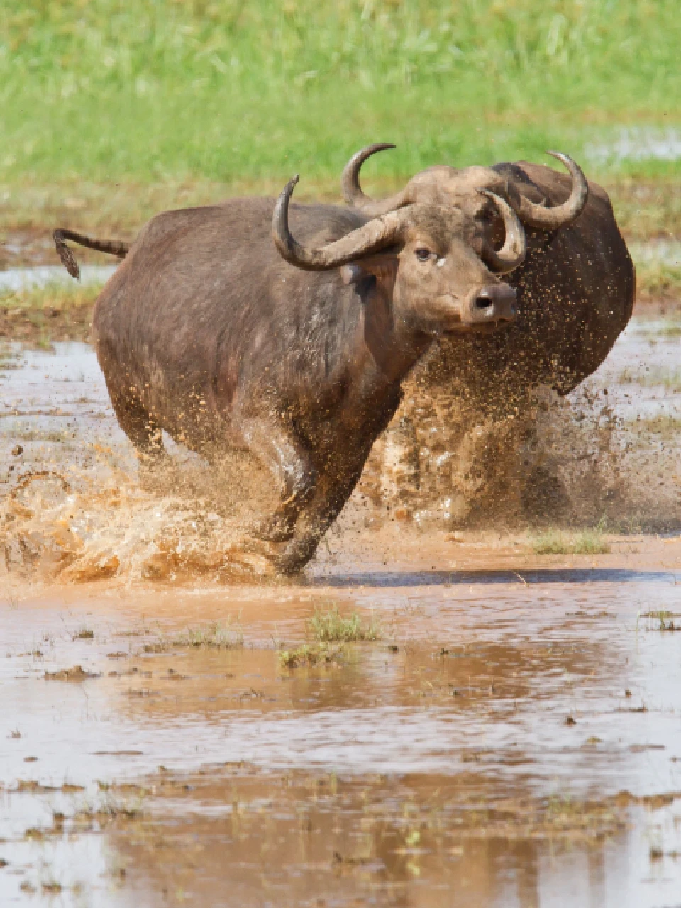 Lake Manyara wildlife