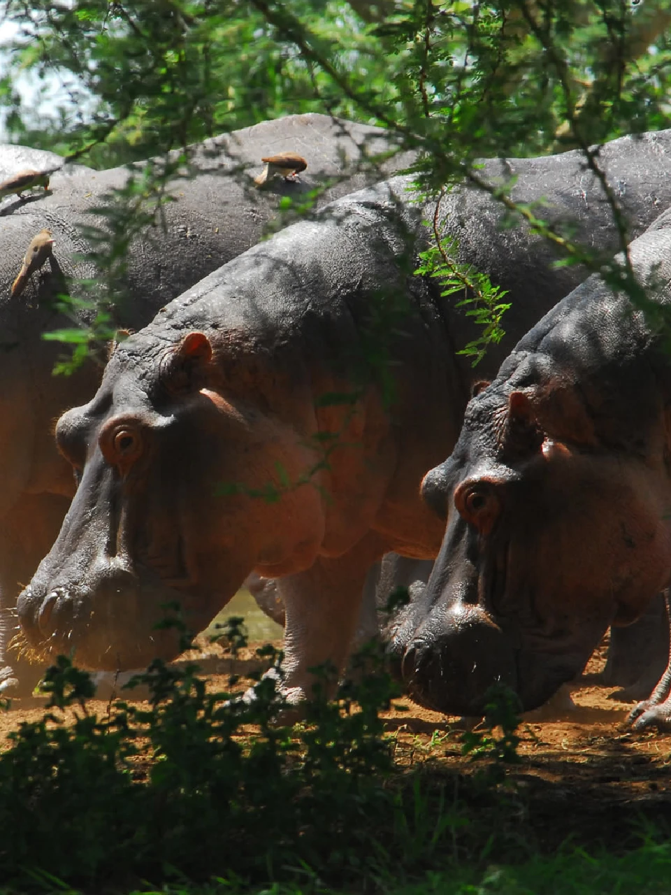Lake Manyara wildlife